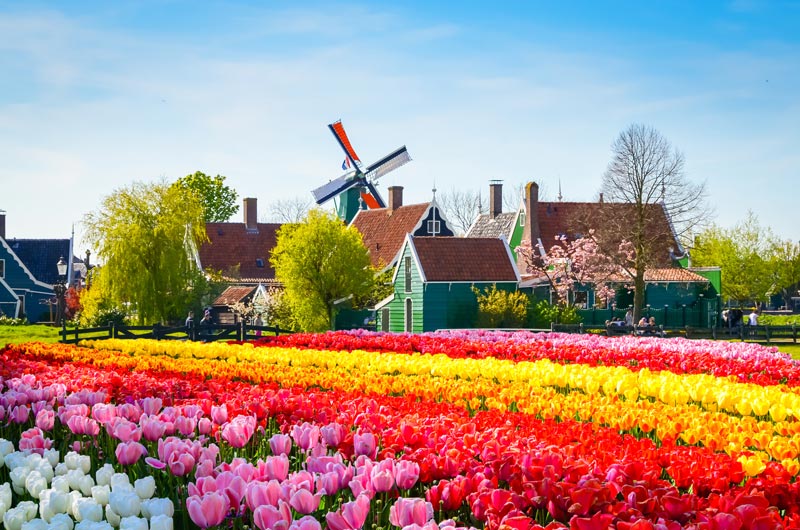 Campos de tulipa da Holanda
